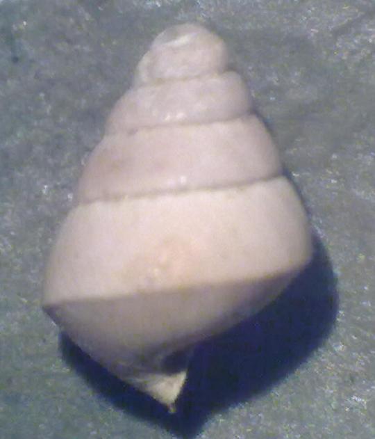 Da identificare 1 - Asti, Piemonte