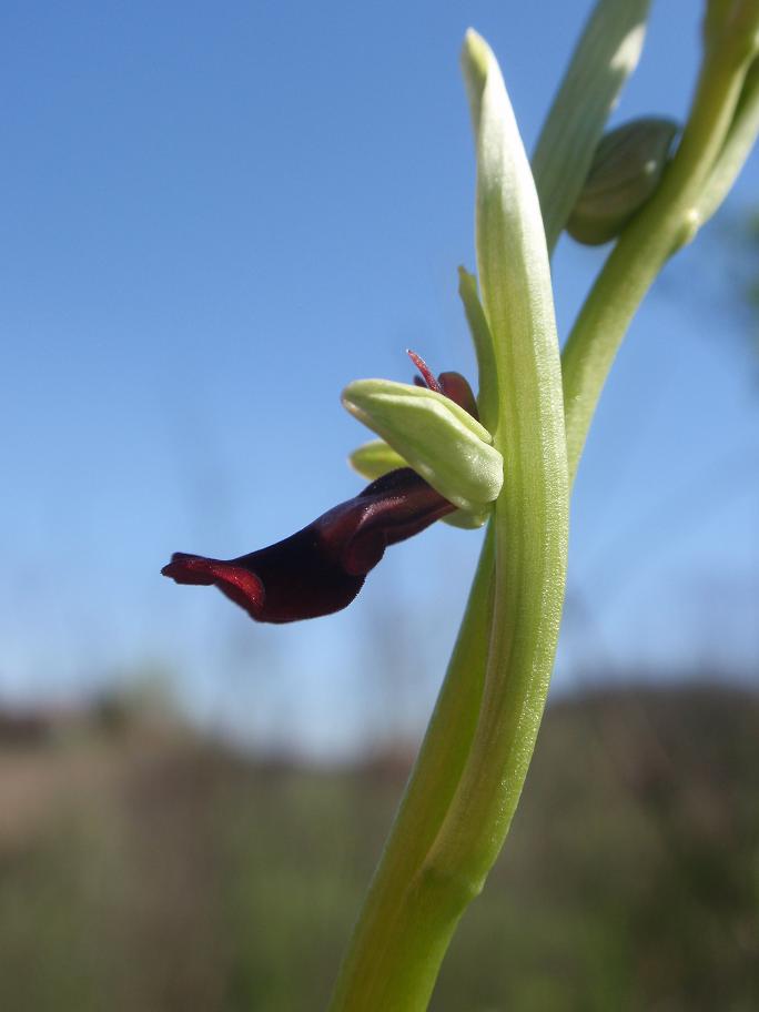 Ophrys insectifera  L. 1753