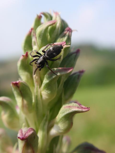 Anacamptis coriophora con impollinatori e...