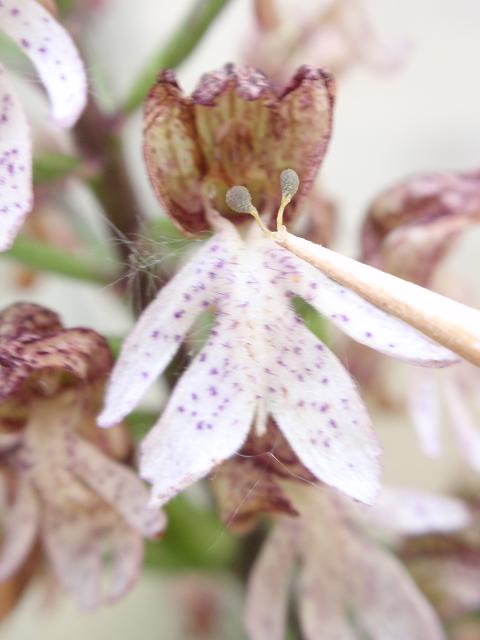 Impollinazione