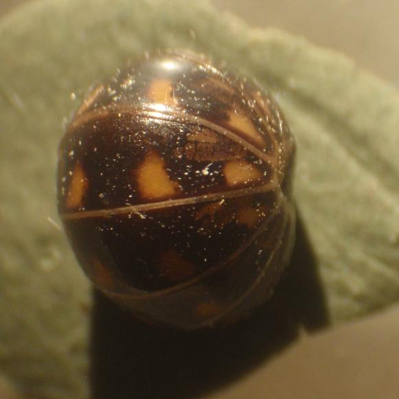 Glomeris sp. - Asti, Piemonte