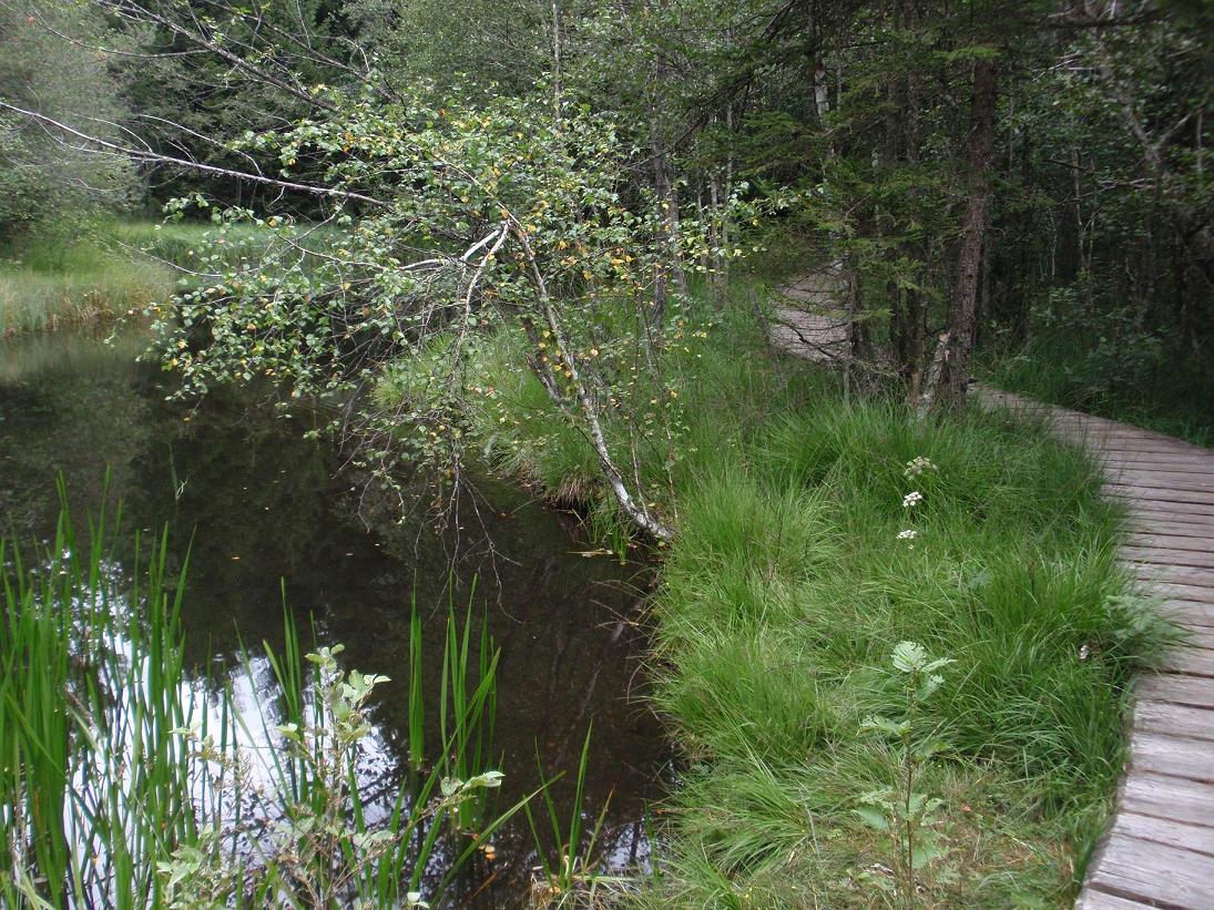 Drosera sp. - Trentino Alto Adige