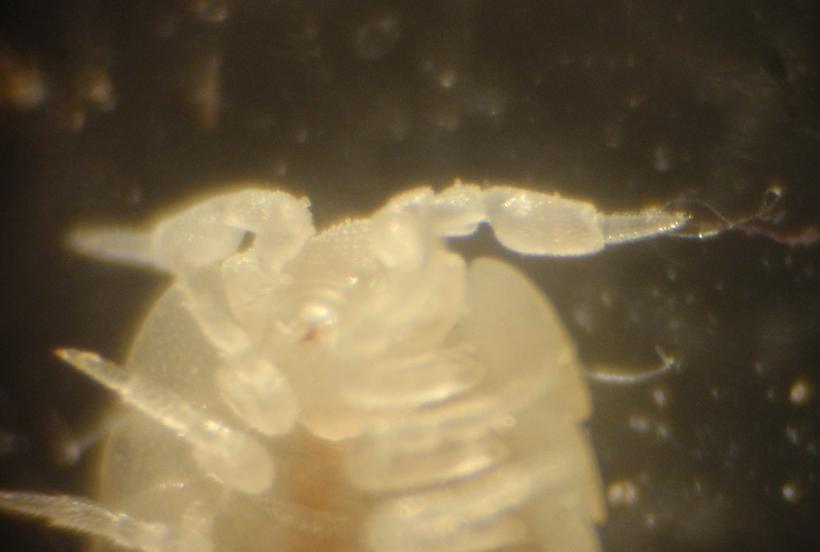 Nuova famiglia: Platyarthridae (Platyarthrus hoffmannseggii)