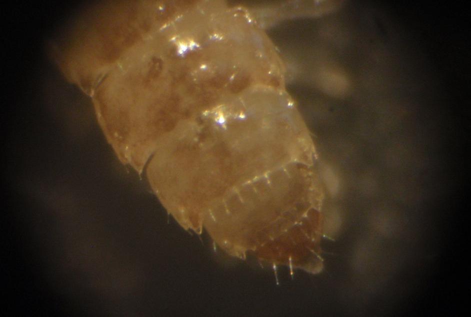 Polydesmida