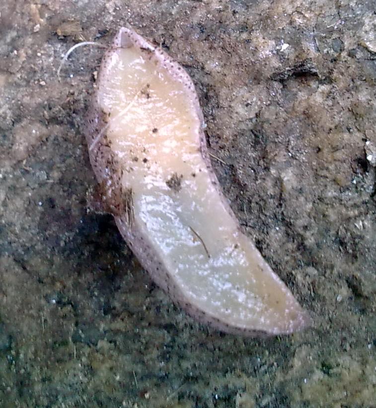 Tandonia da identificare - Mongardino (Asti)