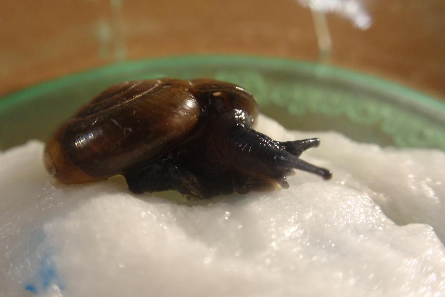 Altra Zonitidae da Id, Mongardino (Asti)