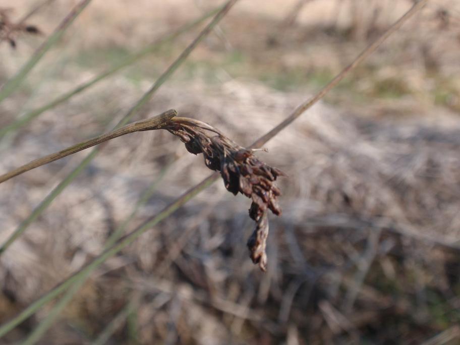 Cespuglio appuntito (palustre?) Juncus sp.