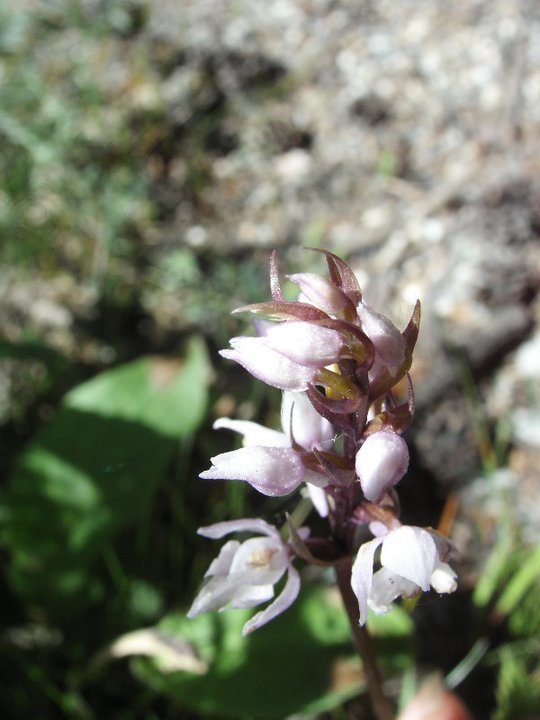 X Dactylodenia st-quintinii