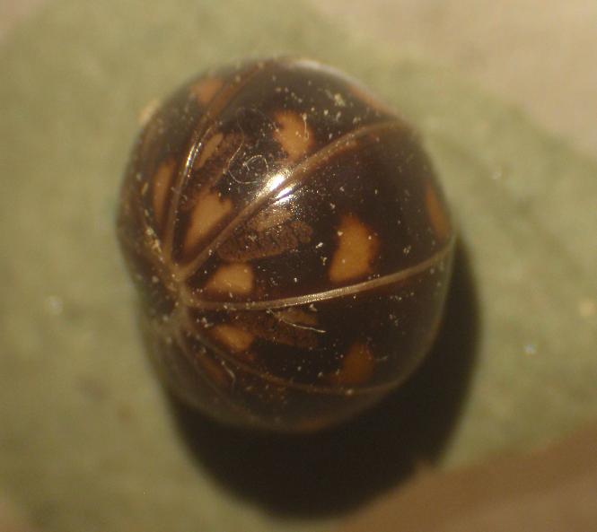 Glomeris sp. - Asti, Piemonte