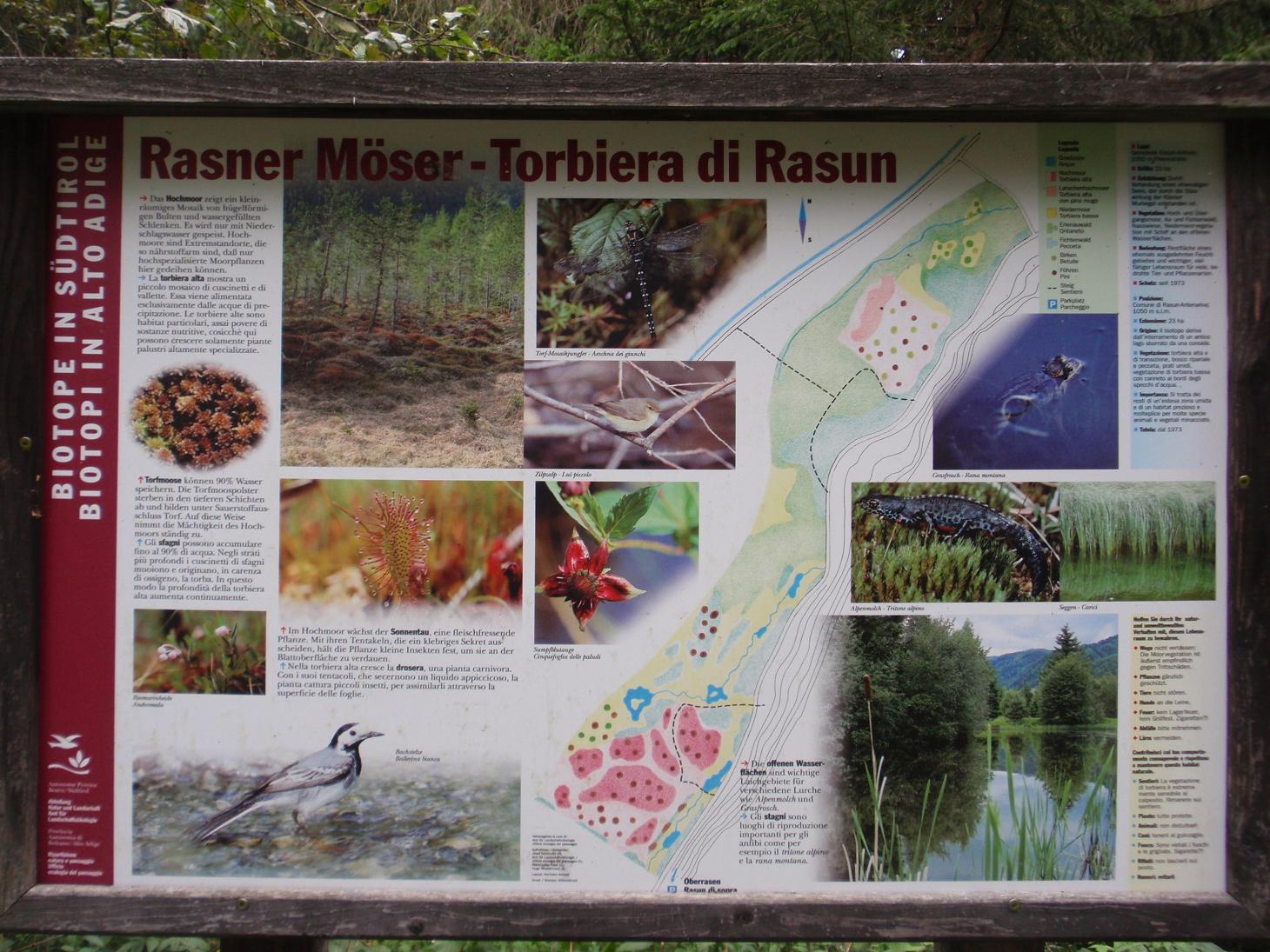 Drosera sp. - Trentino Alto Adige