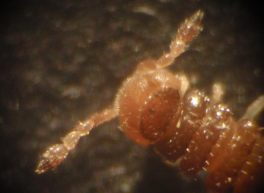 Polydesmida