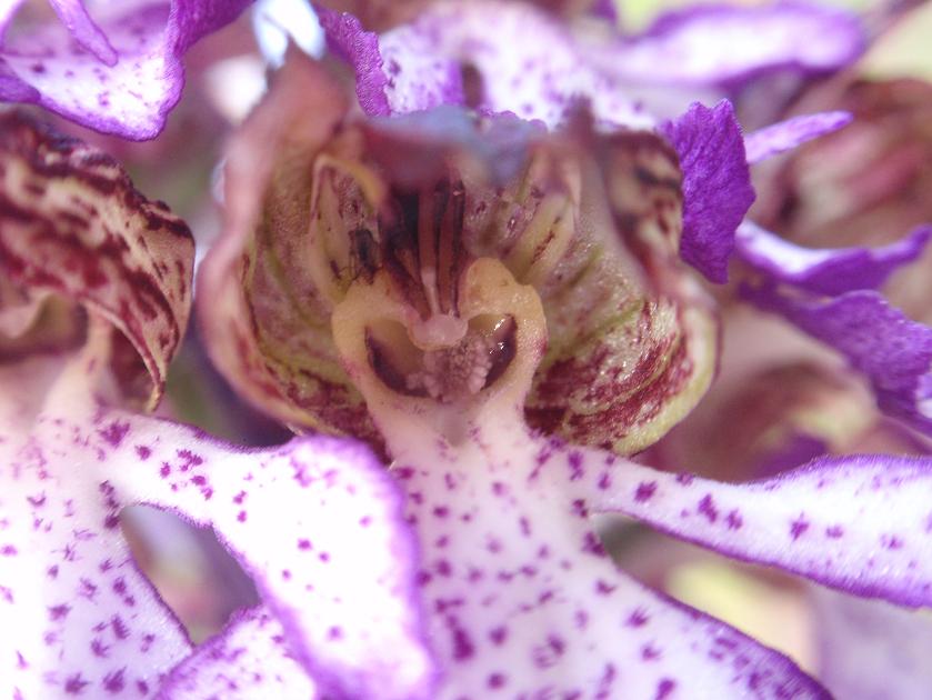 Impollinazione