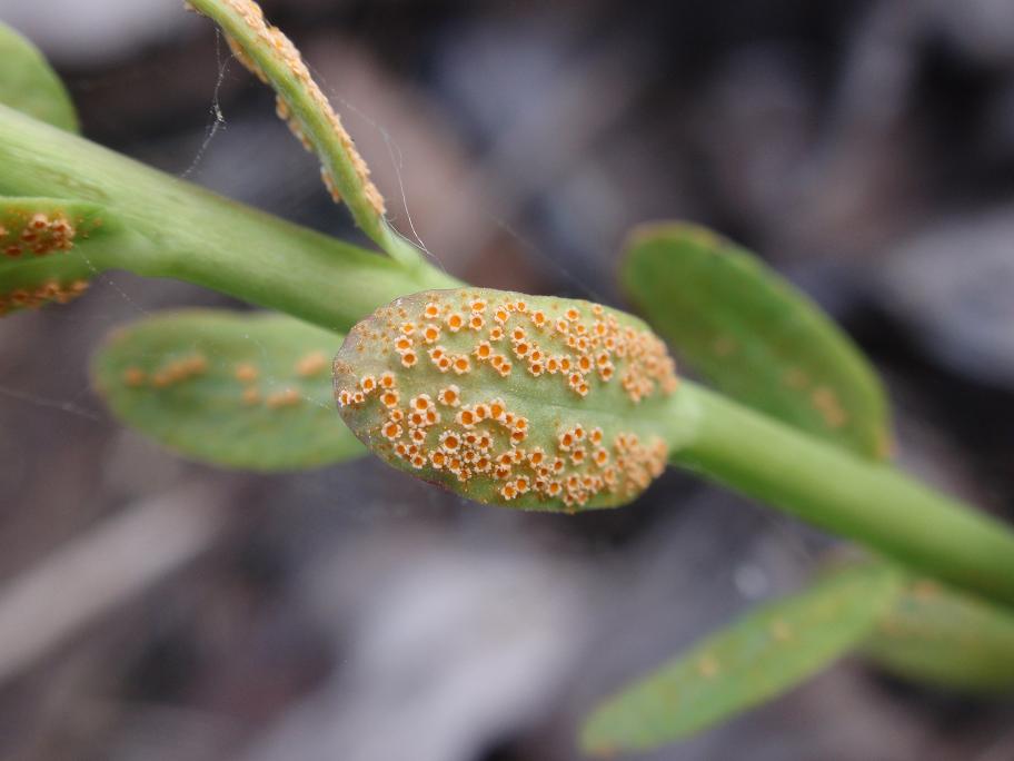 Puccinia sp.