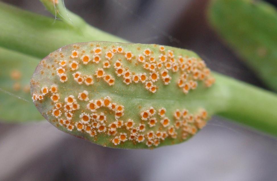 Puccinia sp.