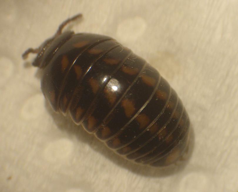 Glomeris sp. - Asti, Piemonte