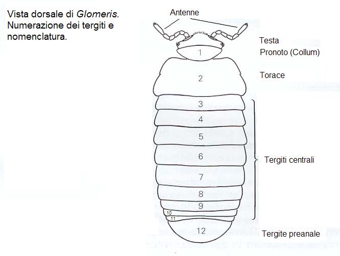 Glomeridae in pineta