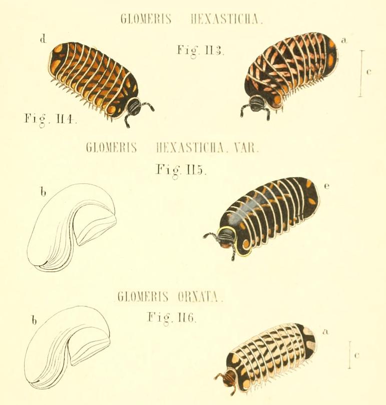 TAVOLE SUI GLOMERIS - C.L. Koch, 1863 e R. Hoess, 2000