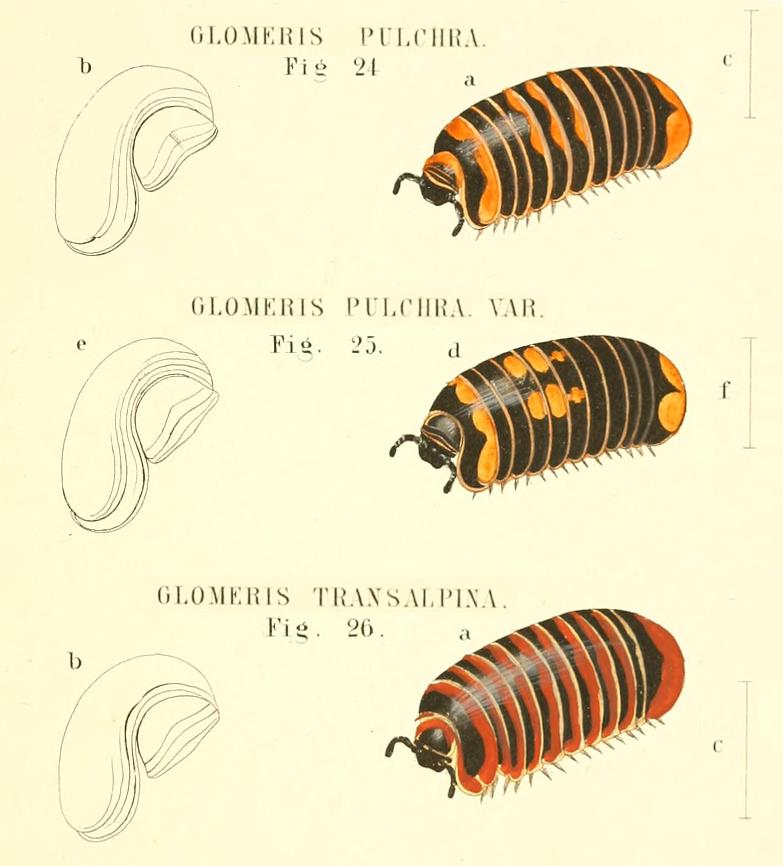 TAVOLE SUI GLOMERIS - C.L. Koch, 1863 e R. Hoess, 2000