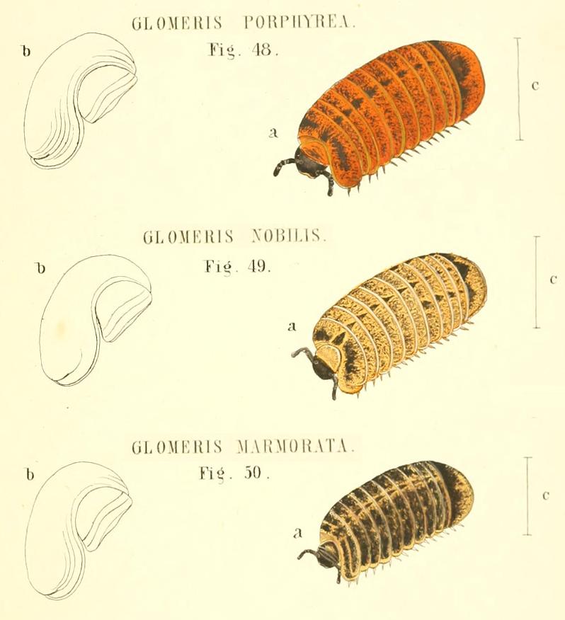 TAVOLE SUI GLOMERIS - C.L. Koch, 1863 e R. Hoess, 2000