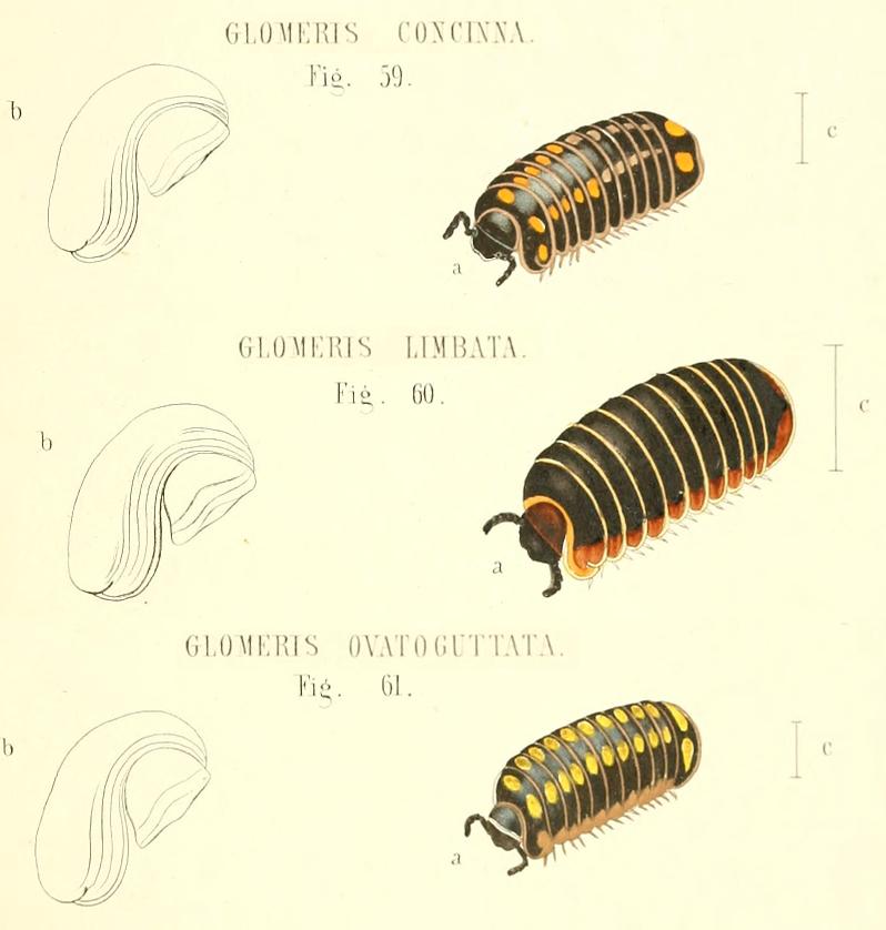 TAVOLE SUI GLOMERIS - C.L. Koch, 1863 e R. Hoess, 2000