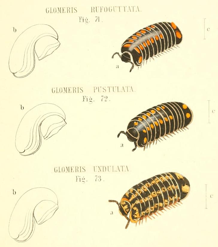 TAVOLE SUI GLOMERIS - C.L. Koch, 1863 e R. Hoess, 2000