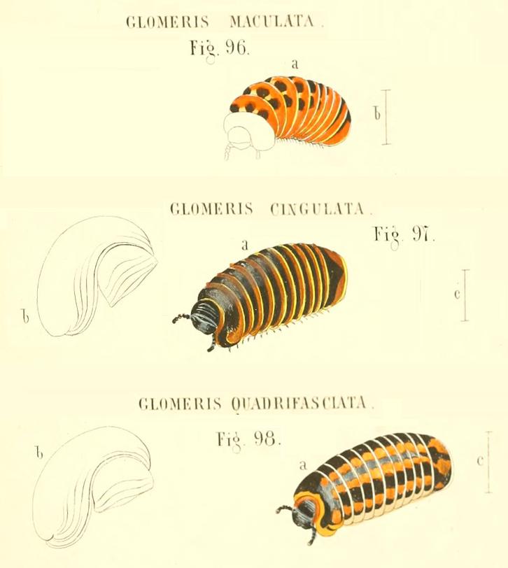 TAVOLE SUI GLOMERIS - C.L. Koch, 1863 e R. Hoess, 2000