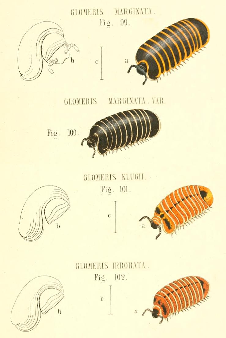 TAVOLE SUI GLOMERIS - C.L. Koch, 1863 e R. Hoess, 2000