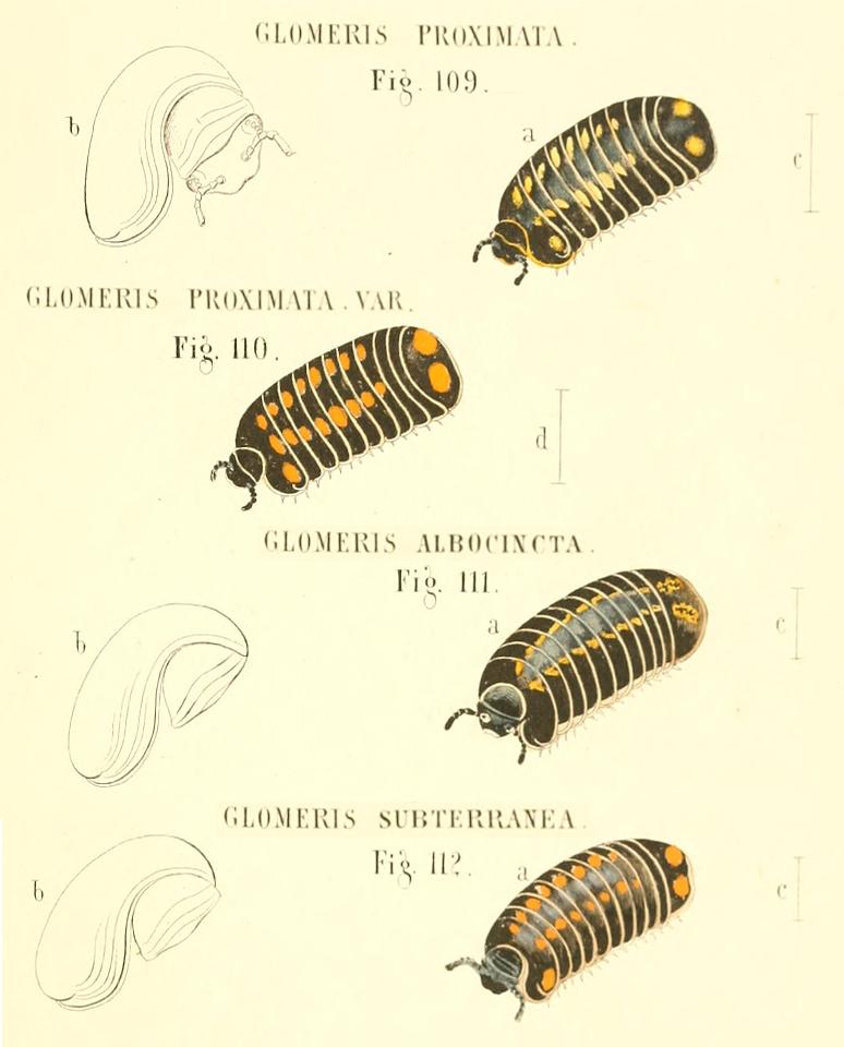 TAVOLE SUI GLOMERIS - C.L. Koch, 1863 e R. Hoess, 2000