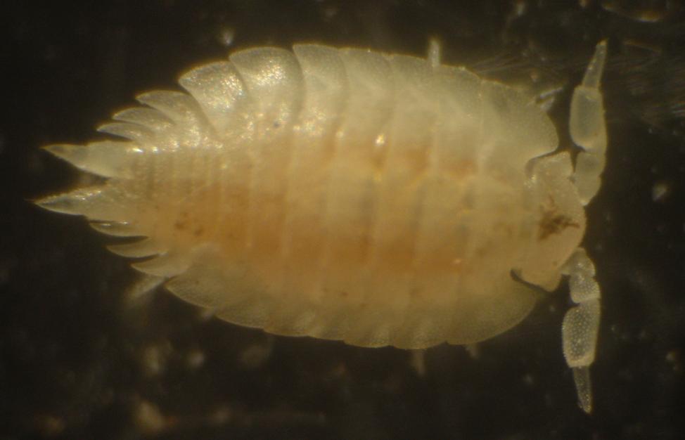 Nuova famiglia: Platyarthridae (Platyarthrus hoffmannseggii)