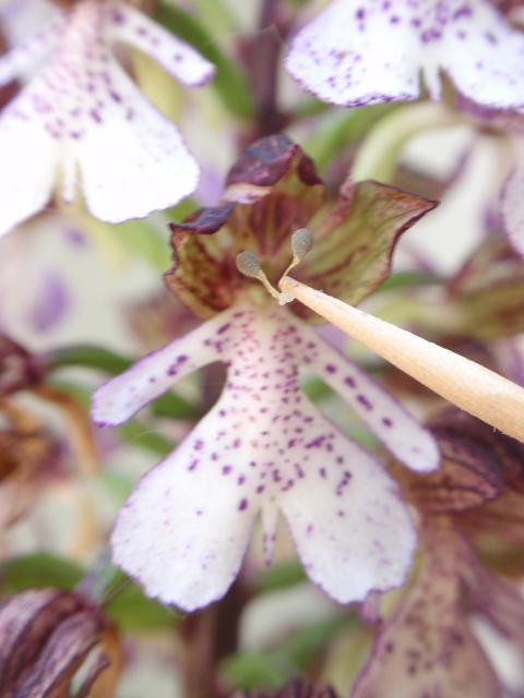 Impollinazione