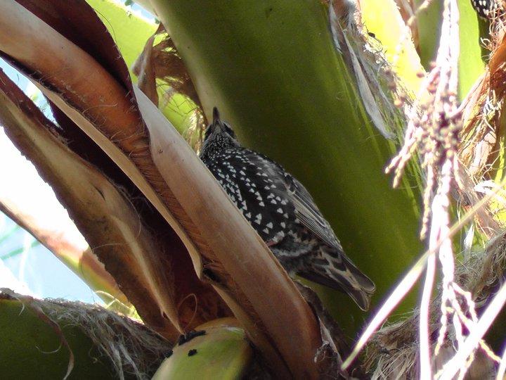 Uccellino da ID [ Storno ]