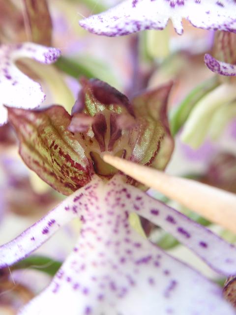 Impollinazione