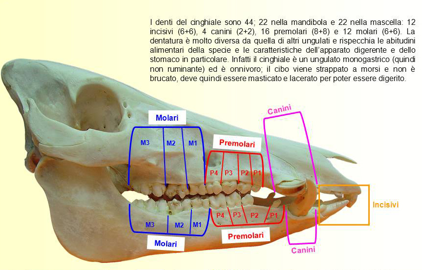 cranio di cinghiale