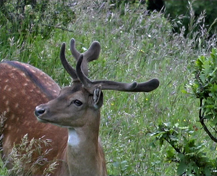 Daino: colorazione del mantello e altro...