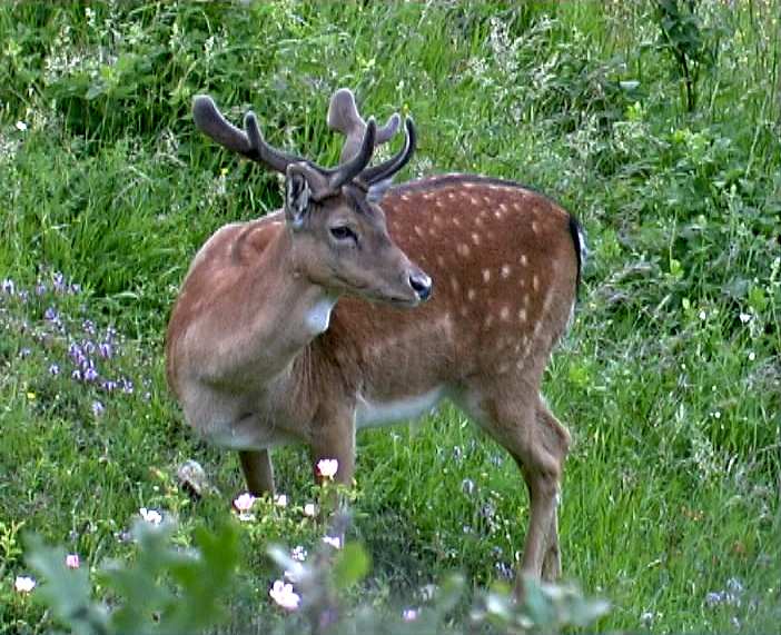 Daino: colorazione del mantello e altro...