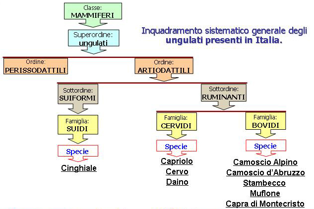 Generalità sugli ungulati selvatici italiani