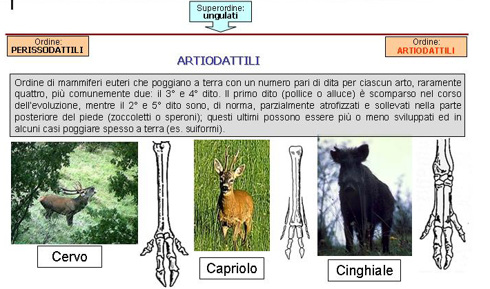 Generalità sugli ungulati selvatici italiani