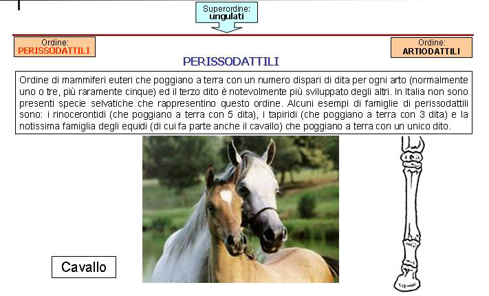 Generalità sugli ungulati selvatici italiani