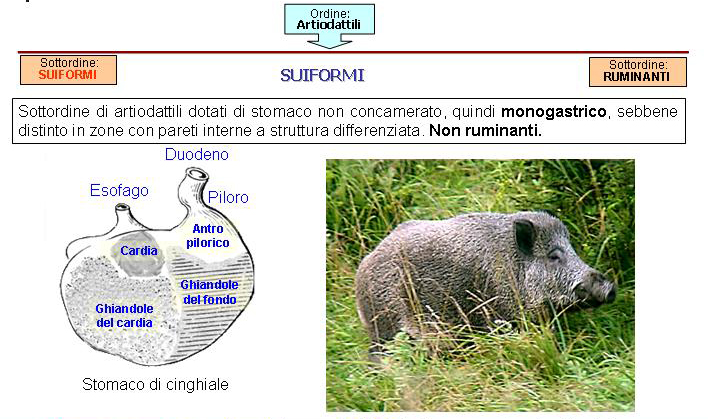 Generalità sugli ungulati selvatici italiani