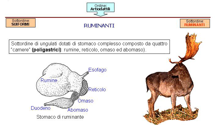 Generalità sugli ungulati selvatici italiani