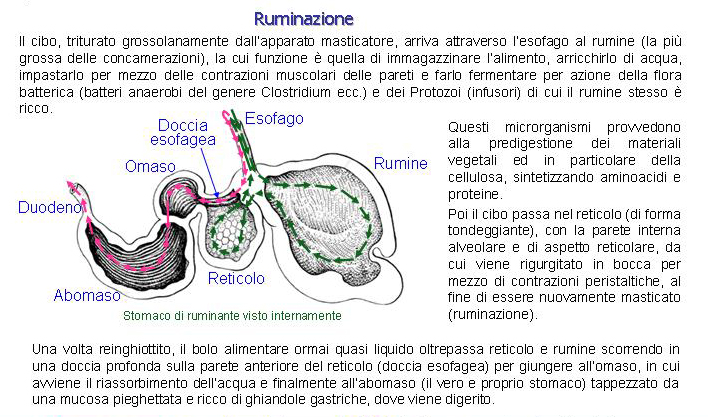 Generalità sugli ungulati selvatici italiani