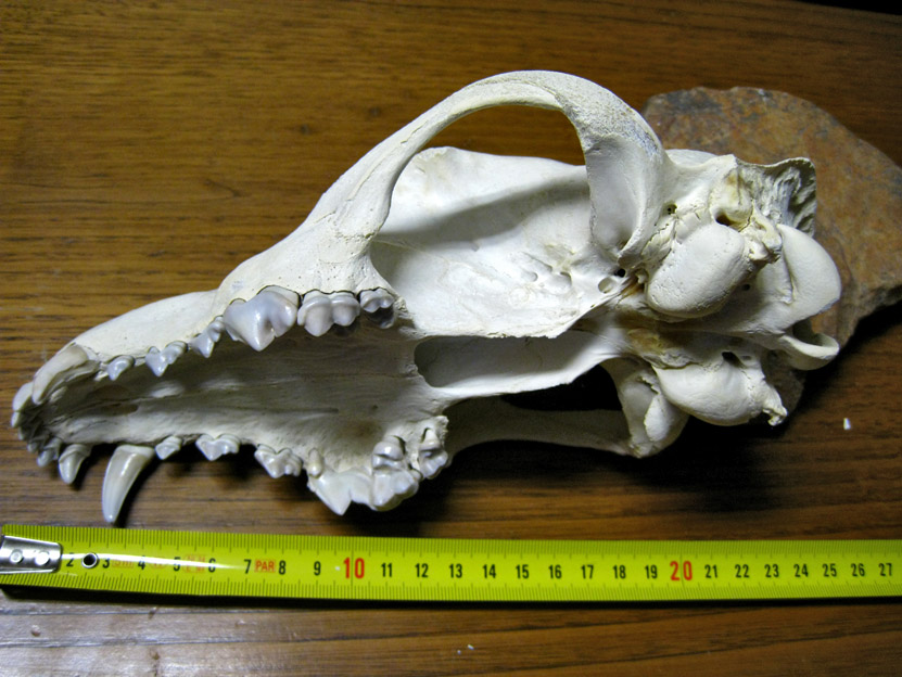 cranio di canide