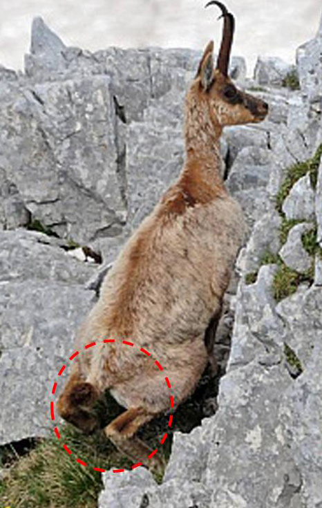 Camoscio d''Abruzzo Rupicapra pyrenaica ornata