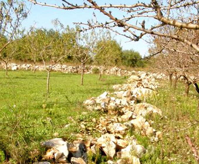 Povera Murgia, maledetti cinghiali alloctoni, che si cibano (anche) di rettili!