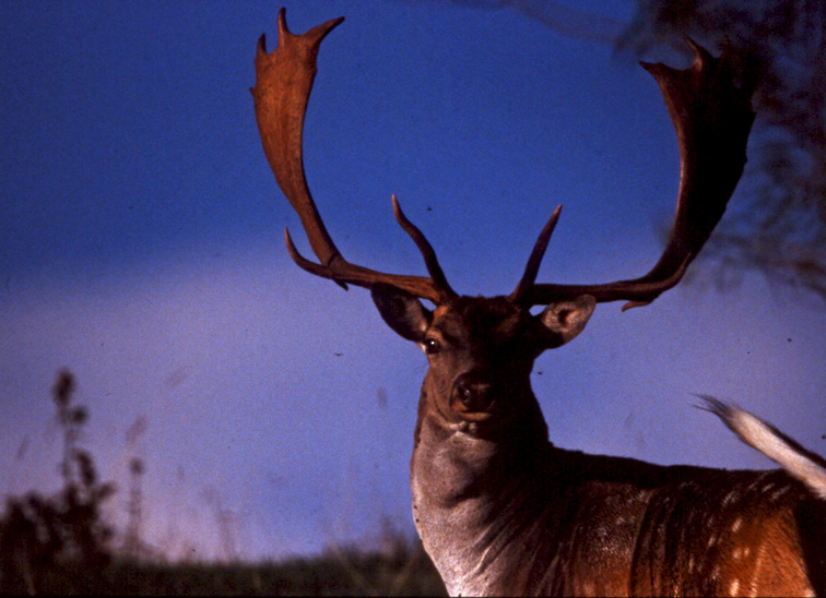 Daino: colorazione del mantello e altro...