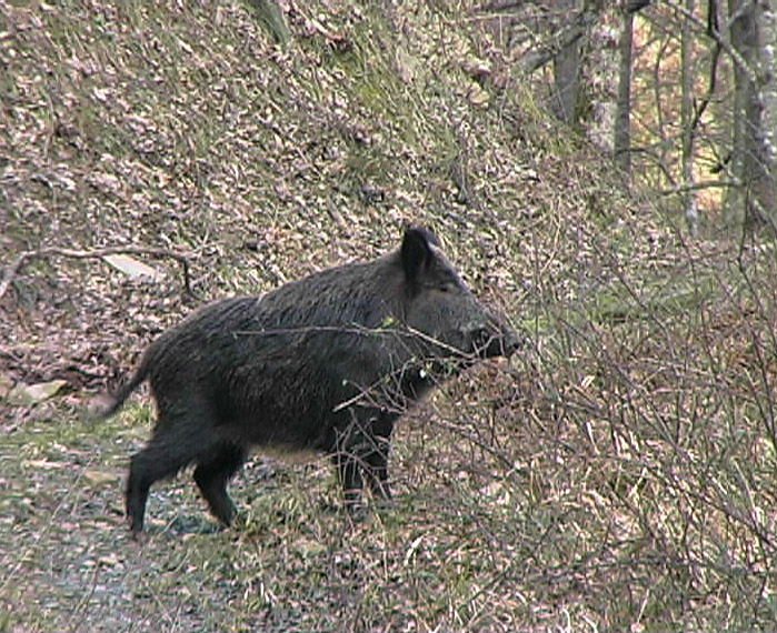 cinghiale con rami in bocca