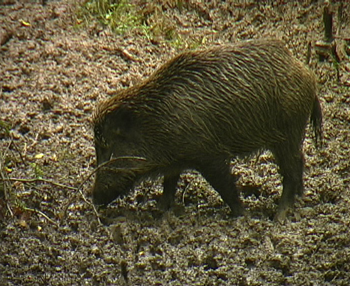 cinghiale con rami in bocca