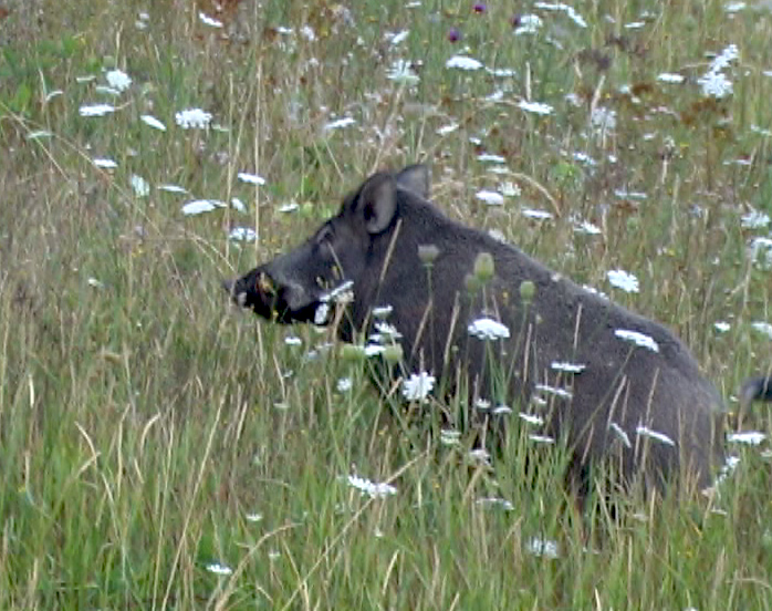 cinghiale con rami in bocca