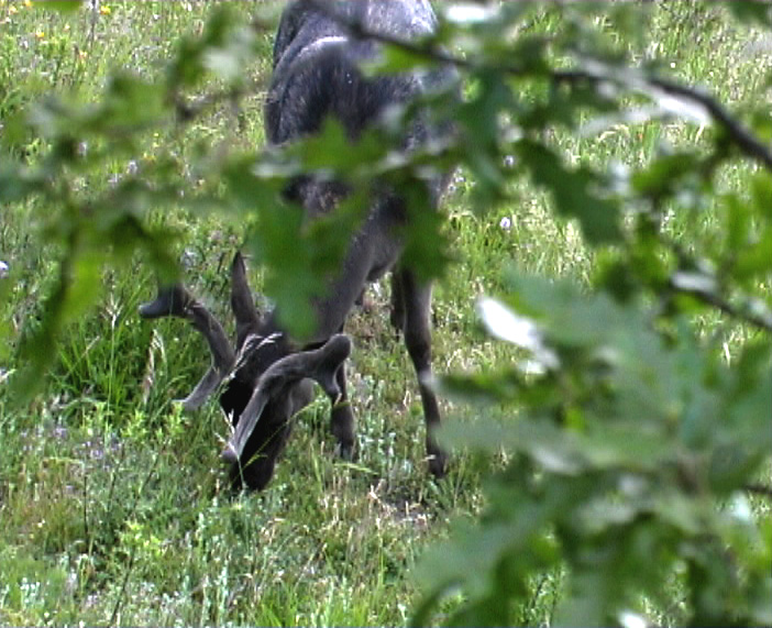 Daino: colorazione del mantello e altro...