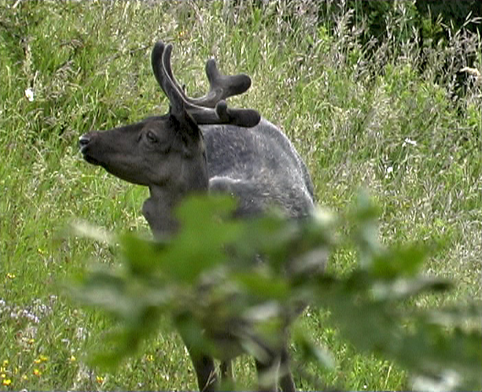 Daino: colorazione del mantello e altro...